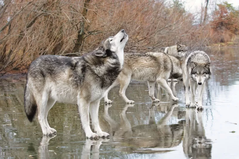 G8011-21 2x3 carpet, A grey wolf howls to rally his packmates.  All are standing on a frozen lake.