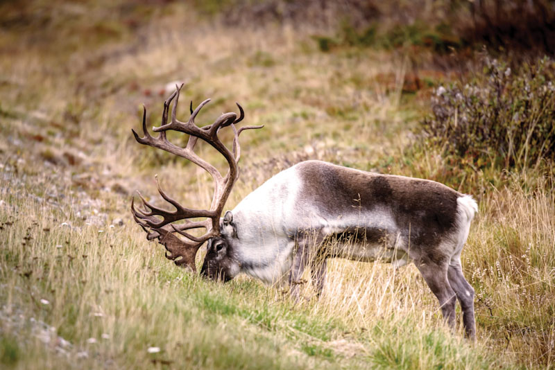 G8011-23 2x3 carpet, Male reindeer with huge antlers eating grass - (rangifer tarandus) - close up